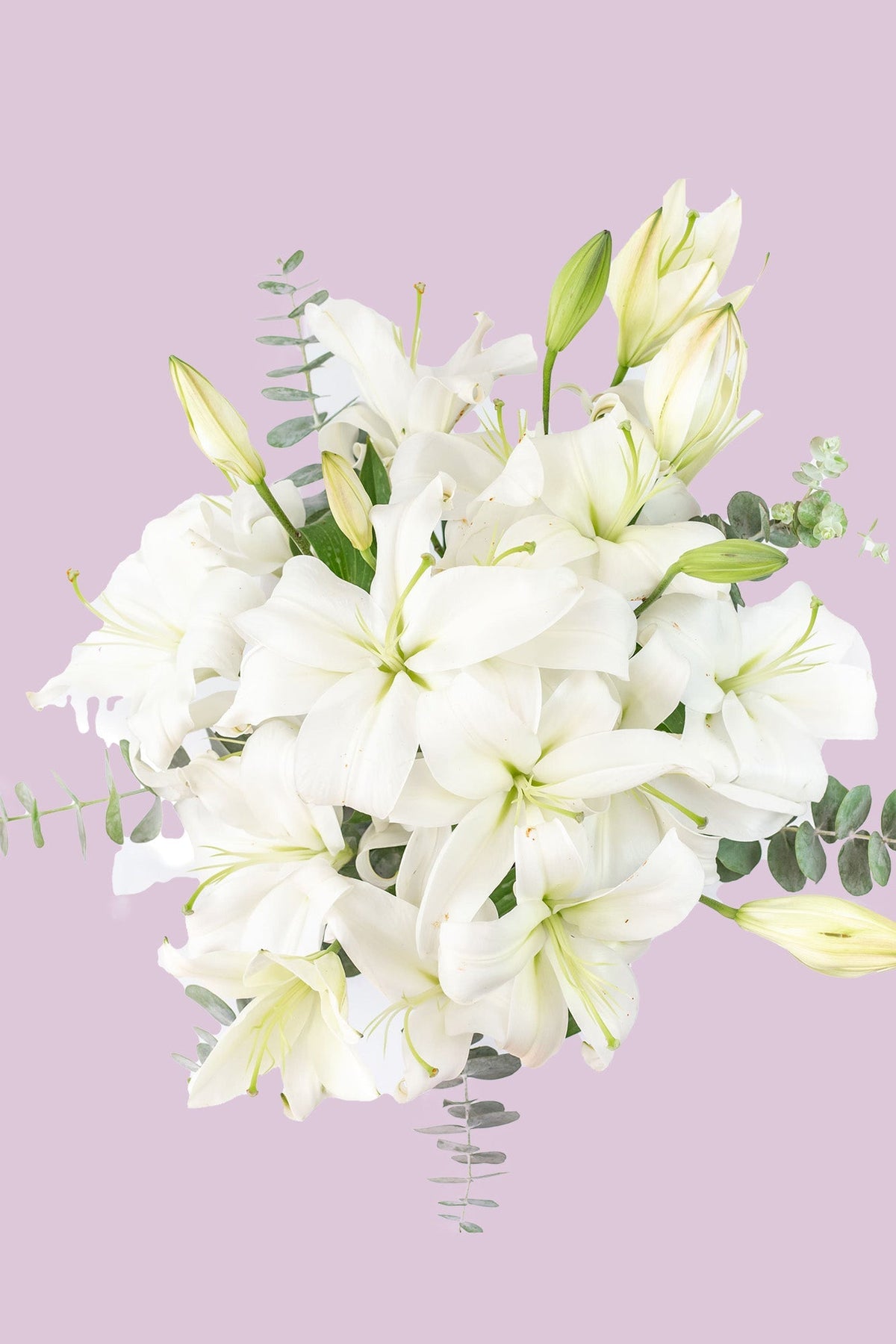 Casa Blanca - Lilium Blanca MERIDA