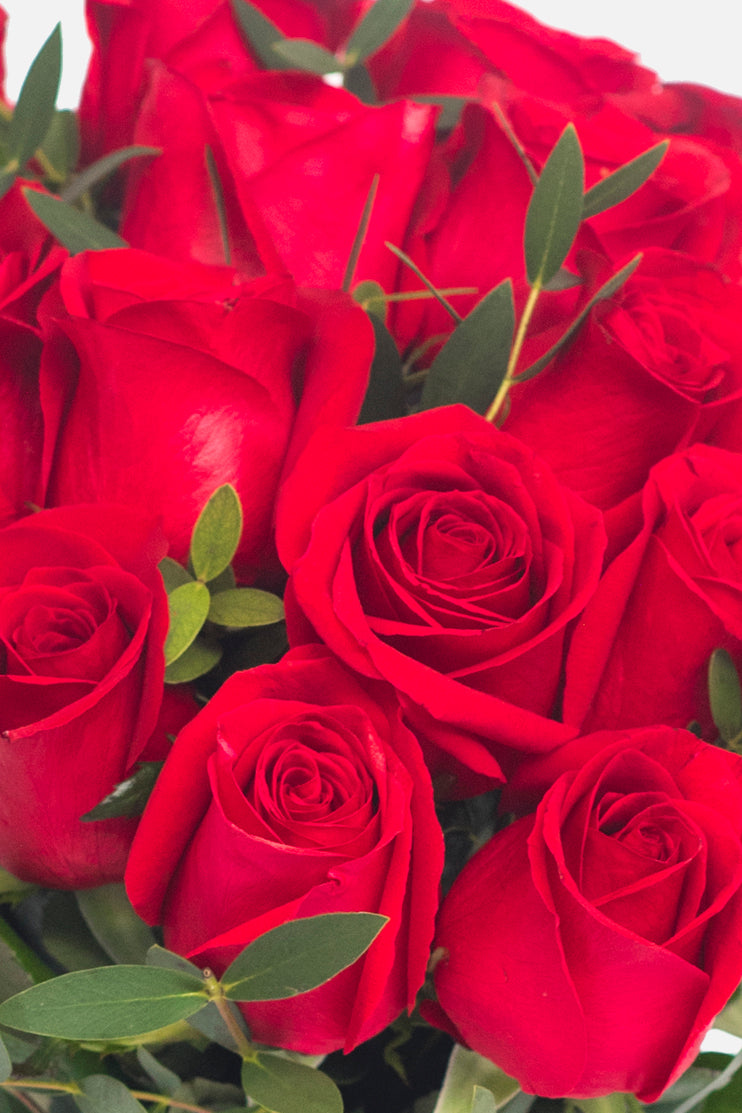 Amor con Rosas - Rosa Roja TGZ