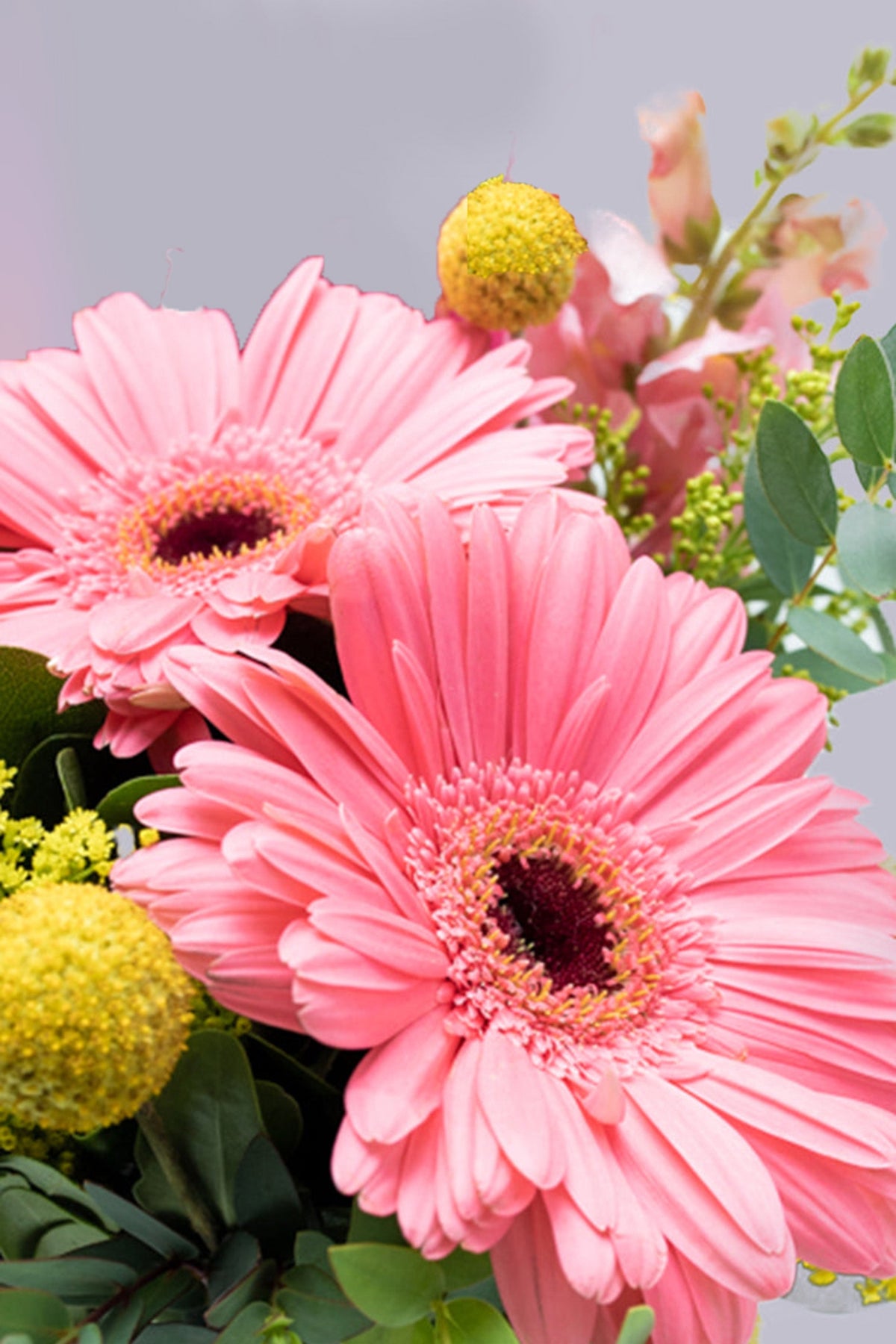 Optimista / Gerbera Rosa, Craspedía Amarilla CEL.