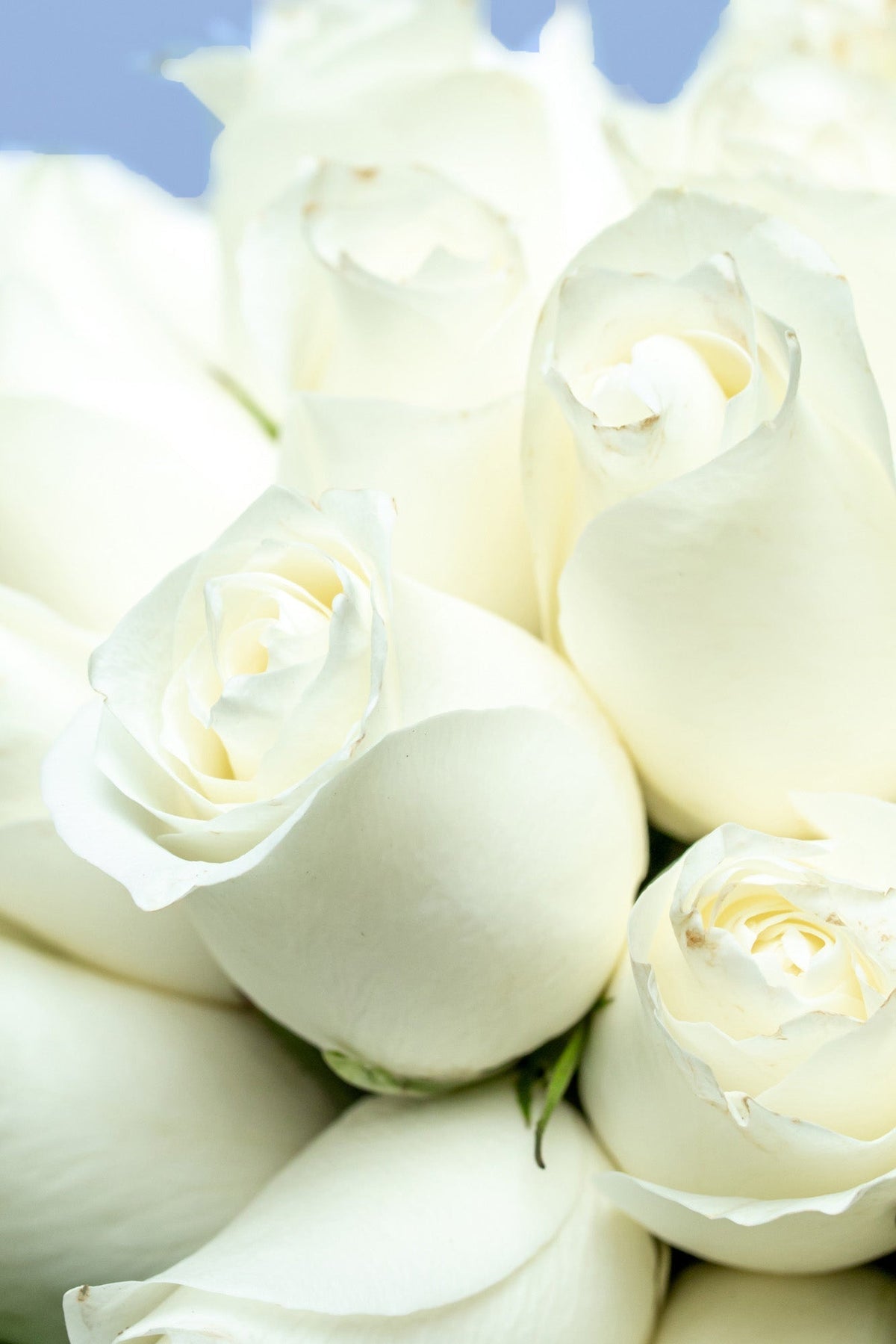 Love and Peace // White Rose