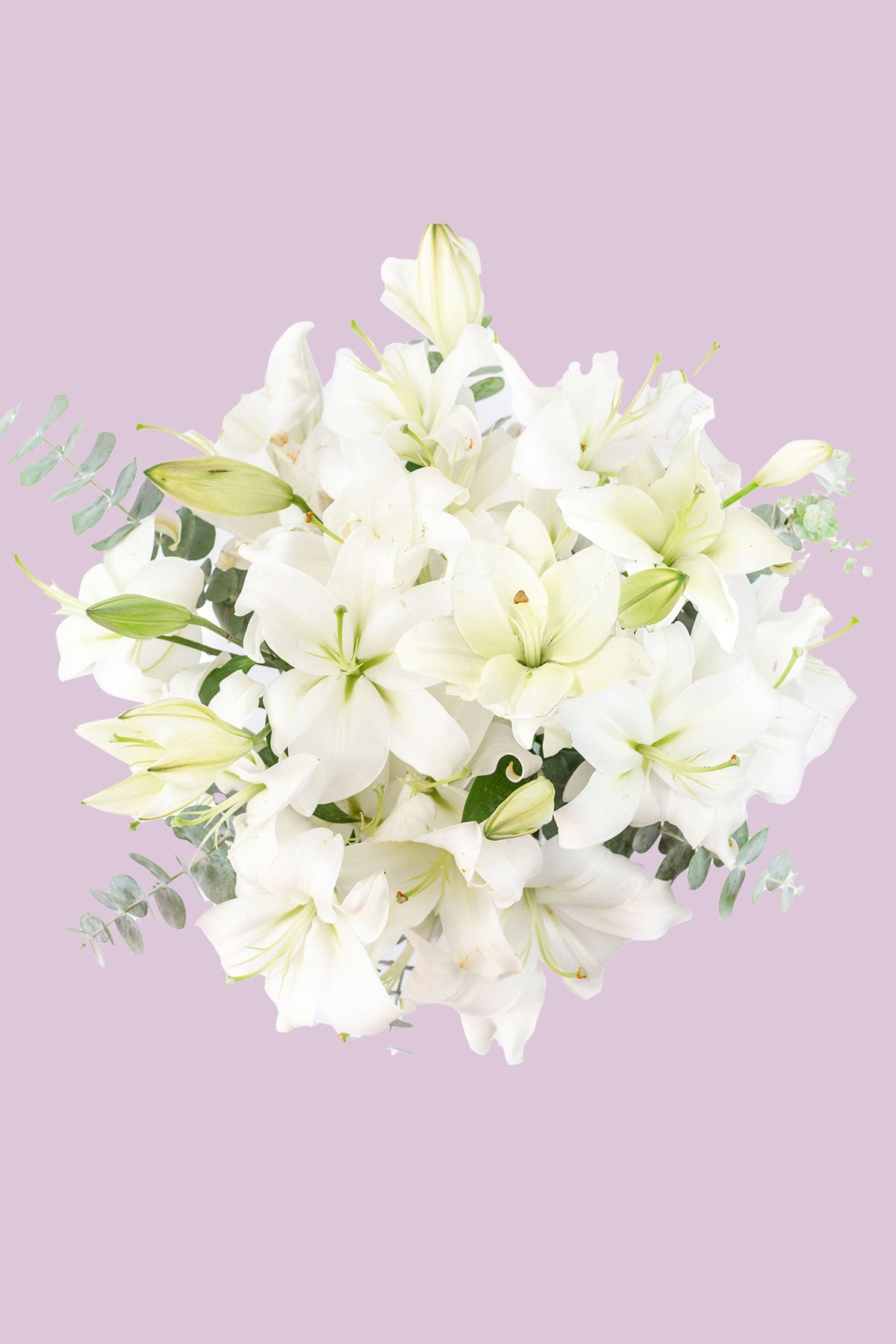 White House - Lilium Blanca Cun