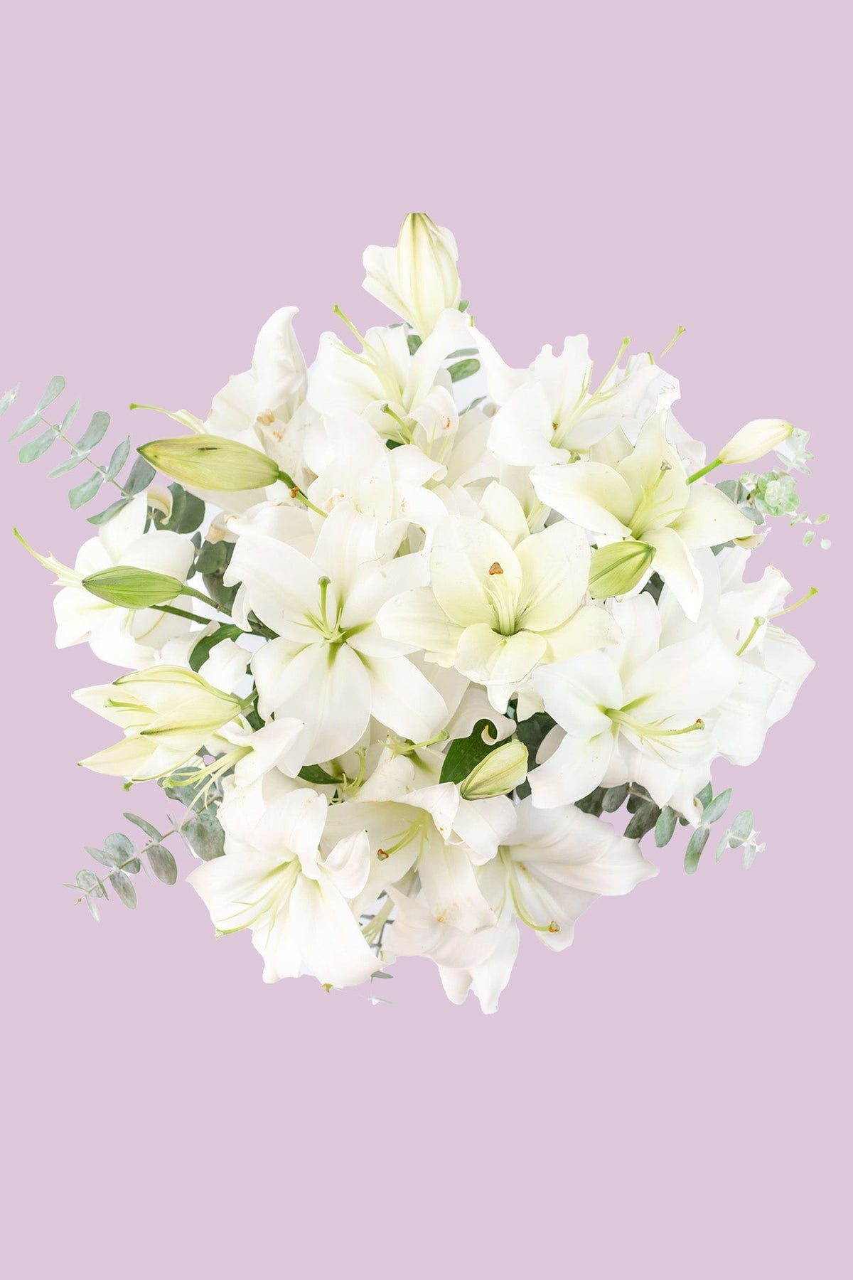 Casa Blanca // Lilium Blanca SNL