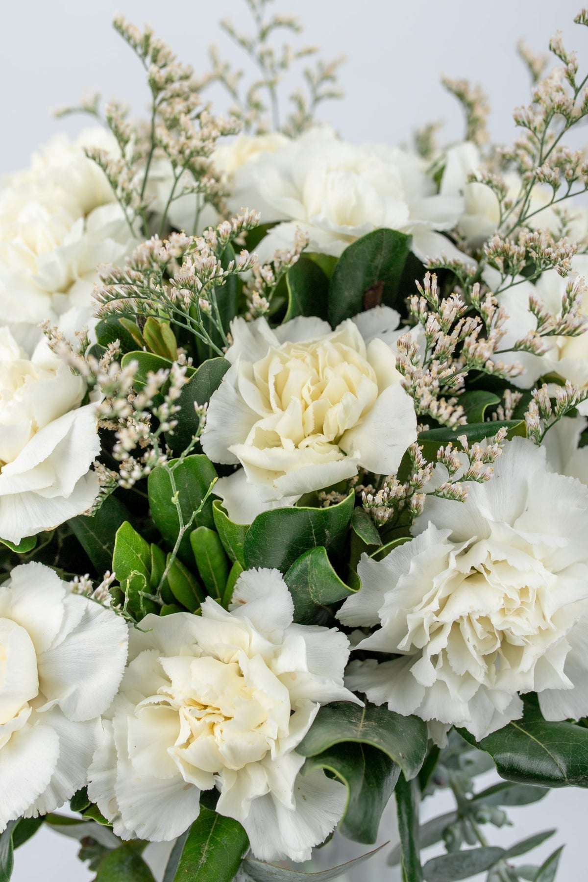 Rivera / White Carnation