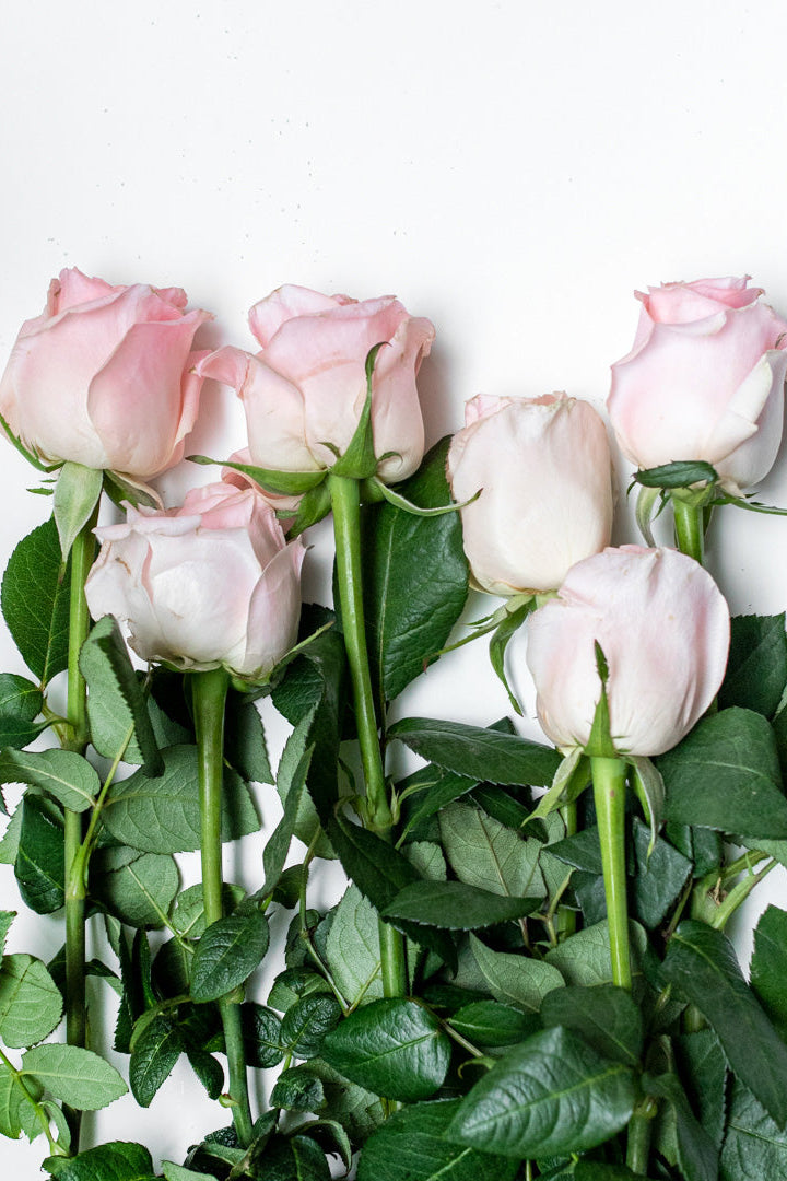 Pack of 24 Pink Roses (Caress)