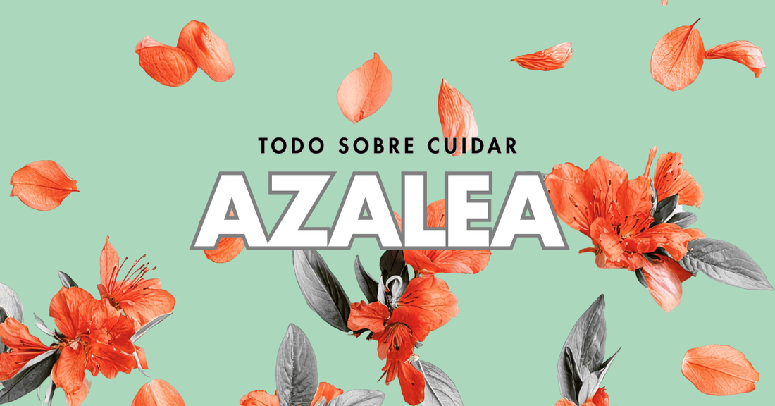 azalea cuidados