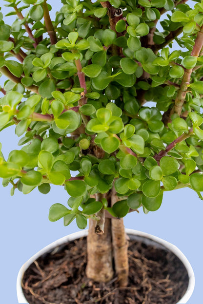 Árbol de la Abundancia // Planta SNL