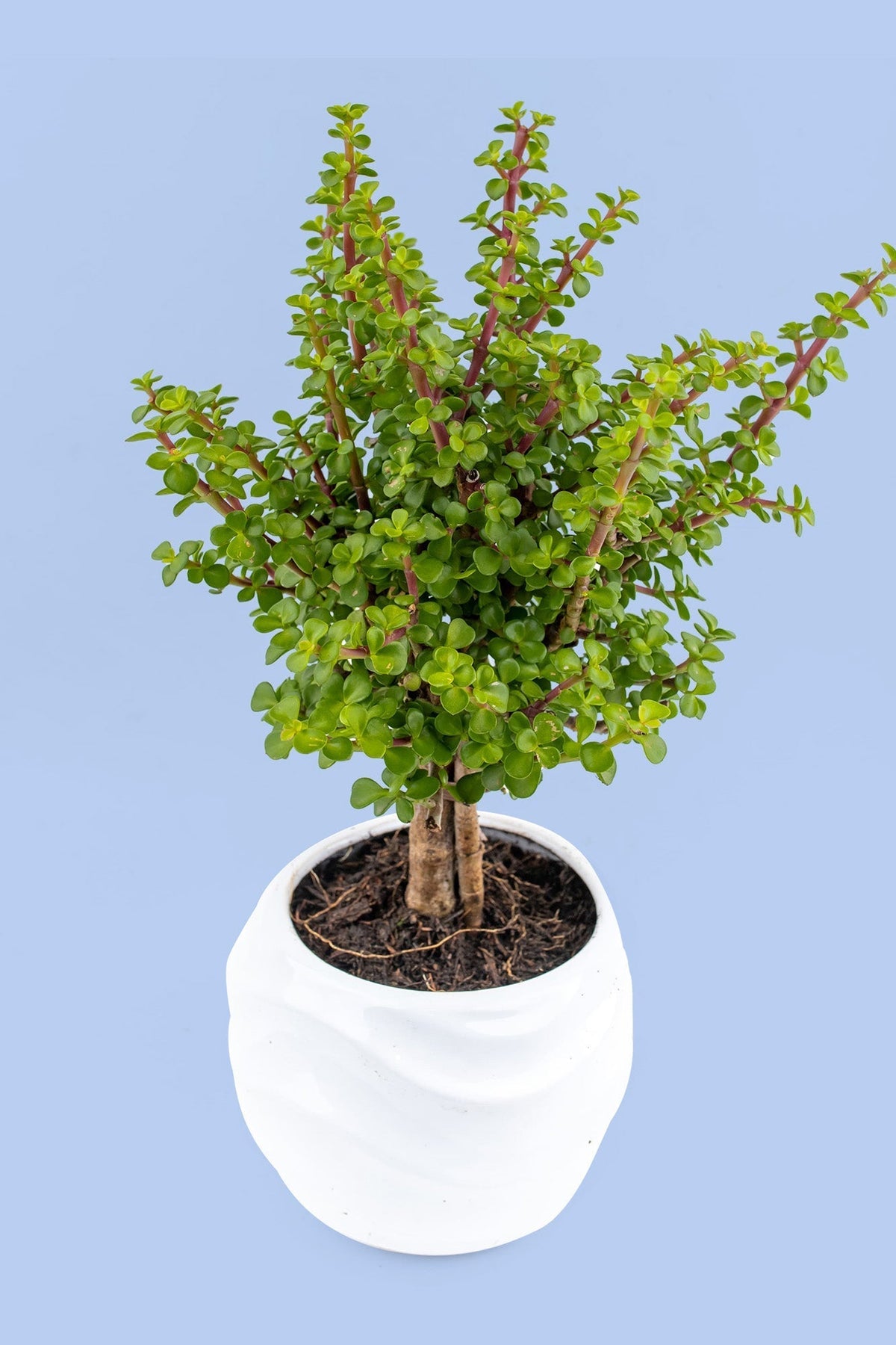 Árbol de la Abundancia // Planta SNL
