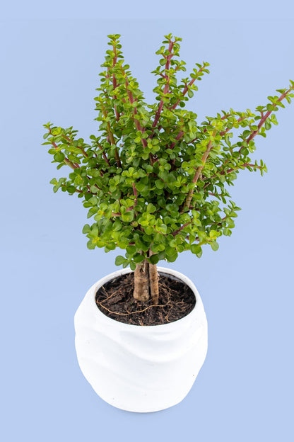 Árbol de la Abundancia // Planta SNL