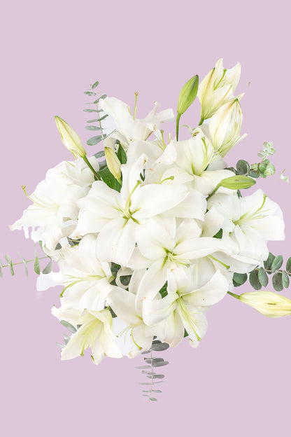 Casa Blanca - Lilium Blanca ACA