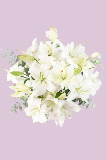 Casa Blanca - Lilium Blanca XAL