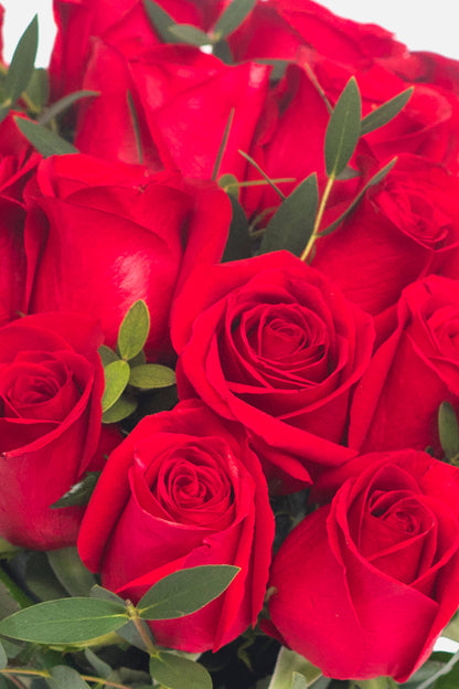 Amor con Rosas // Rosa Roja APO