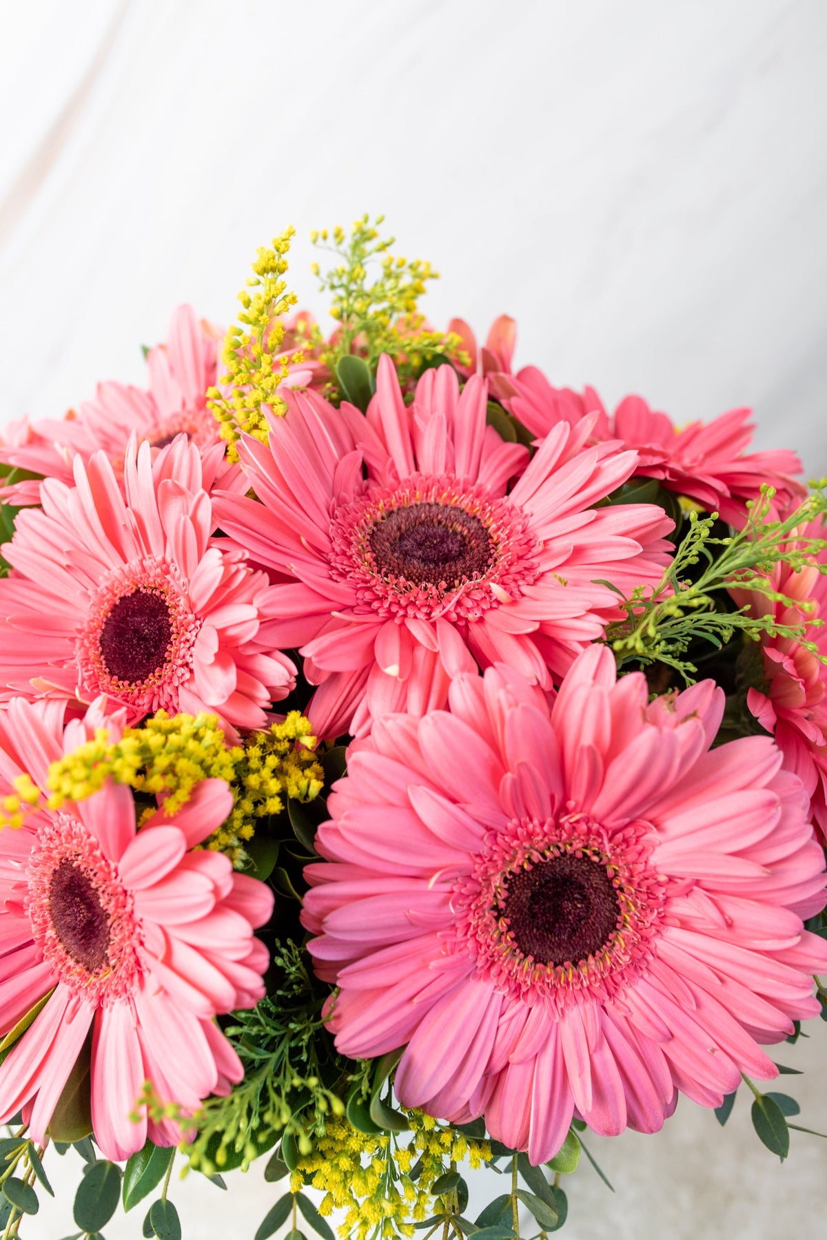 Chispitas de Gerberas - Gerbera Rosa PTO. ESCOND.