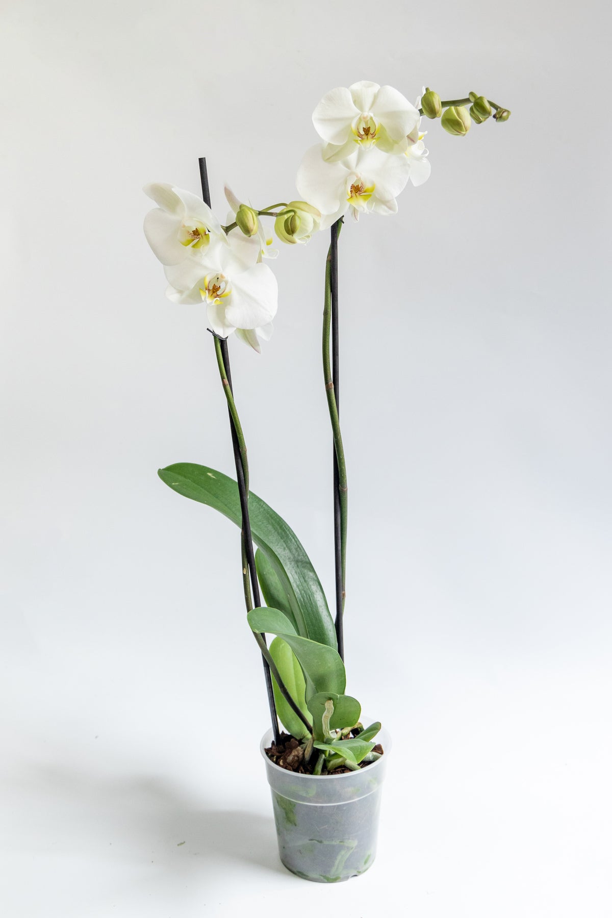 Orquídea Blanca - Sin Maceta Cun