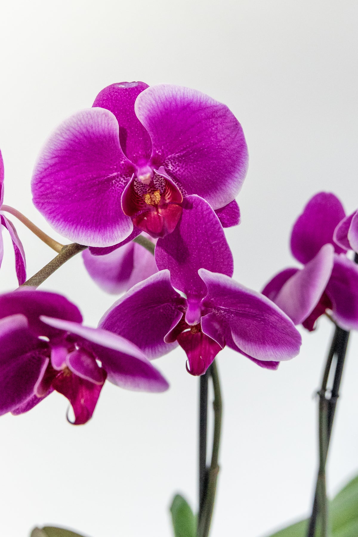 Purple Orchid - No Pot