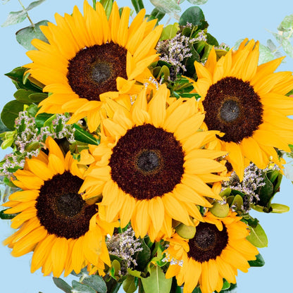 Sonrisa de Sol / Girasoles IRAPUATO