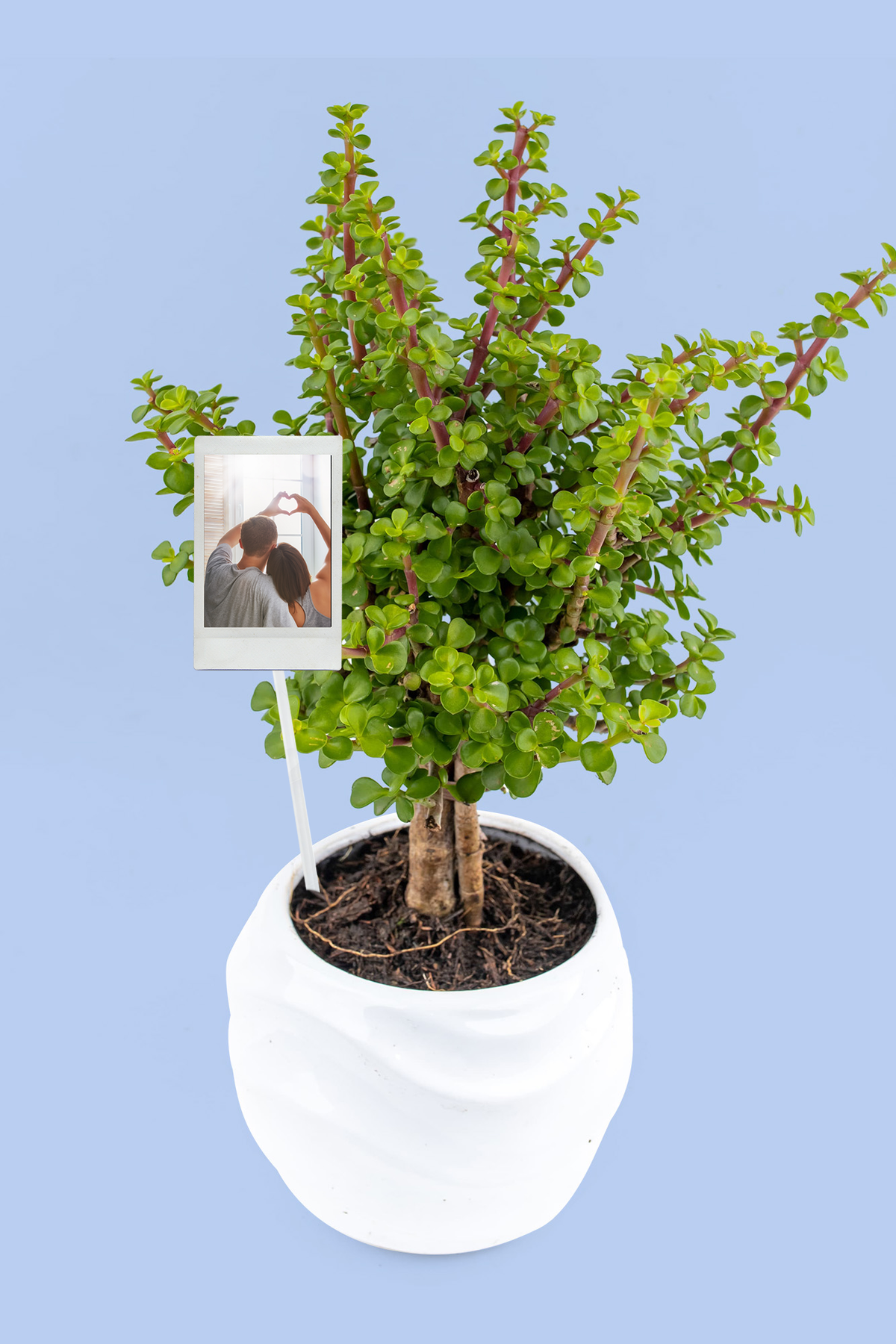 Tree of Abundance - Plant