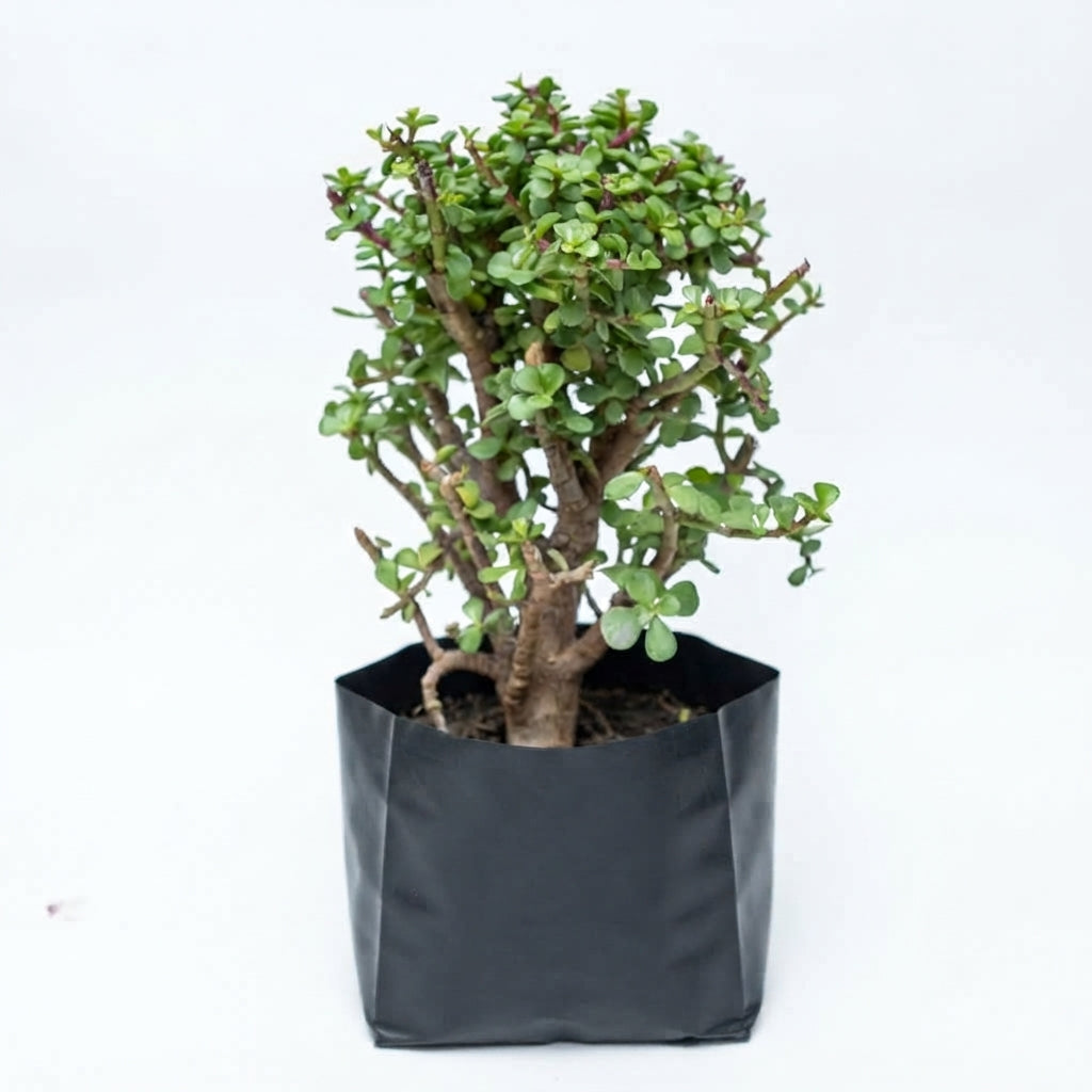 Árbol de la Abundancia