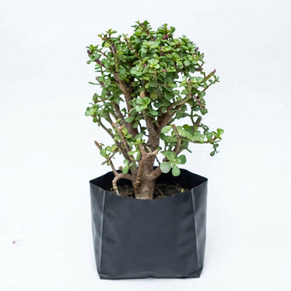 Árbol de la Abundancia