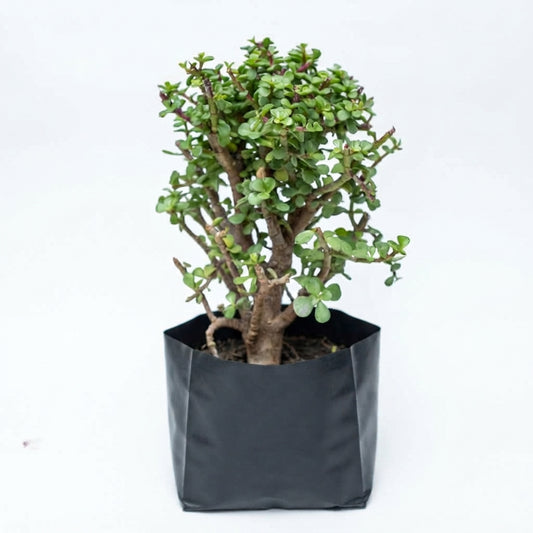 Árbol de la Abundancia