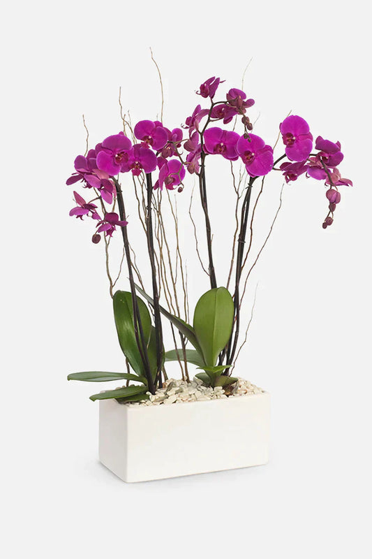 Todo Mi Cariño - Orquídea Morada TGZ