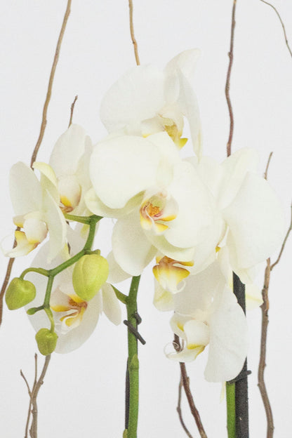 All My Love // White Orchid