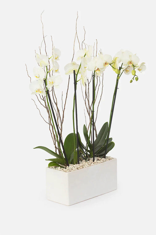 Todo Mi Cariño - Orquídea Blanca TGZ