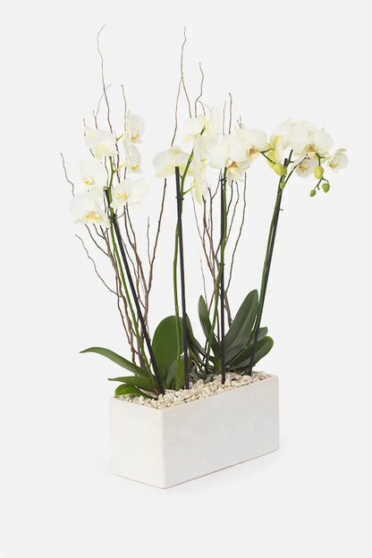 All My Love // White Orchid