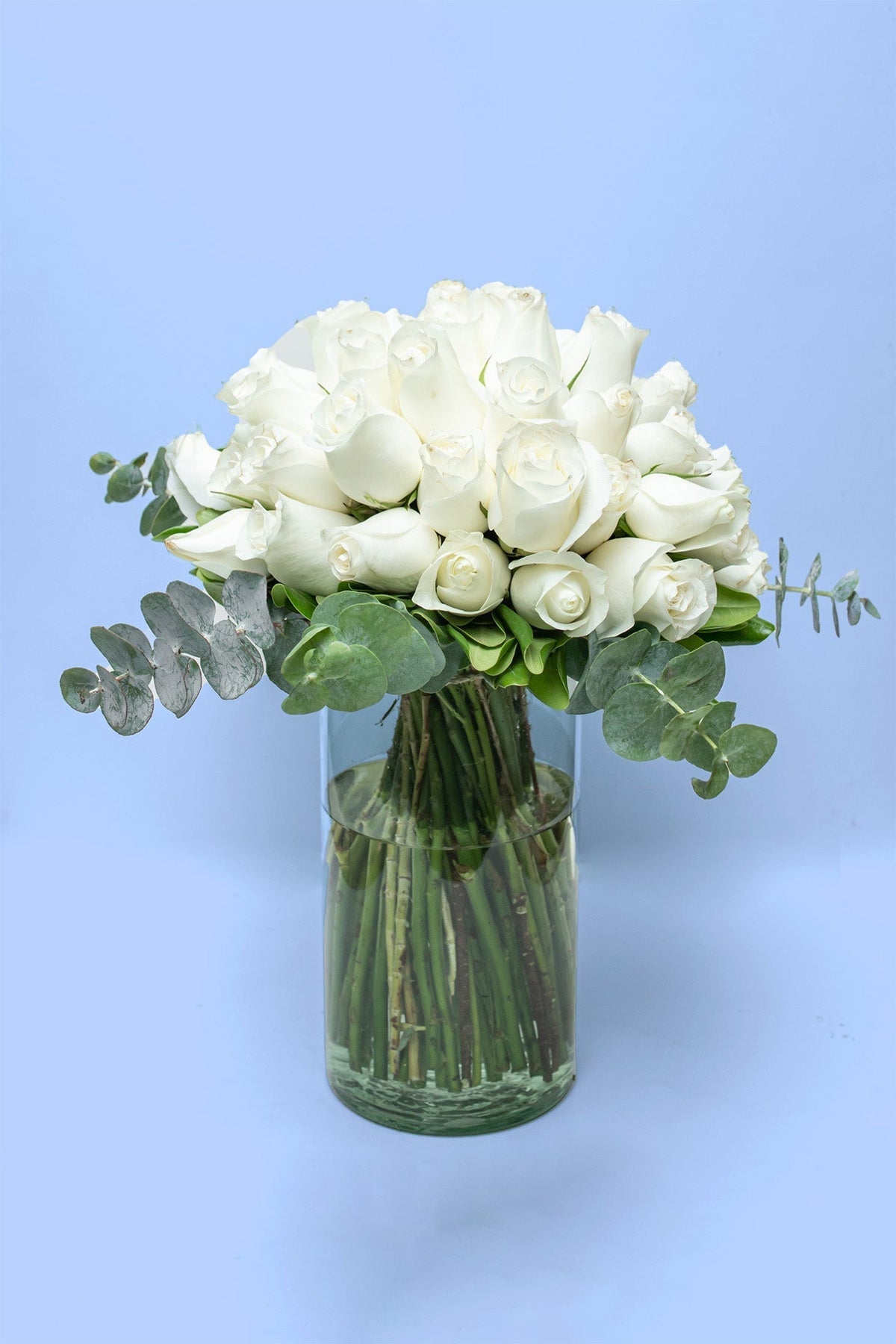Love and Peace // White Rose