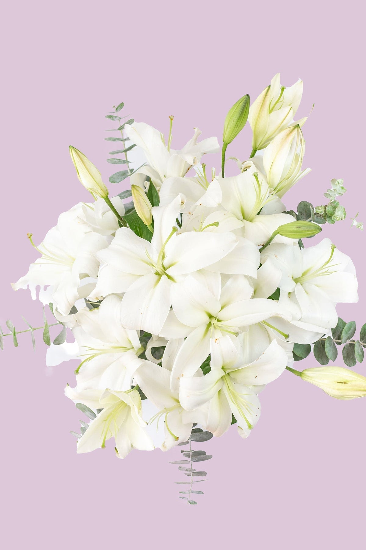 Casa Blanca // Lilium Blanca SNL