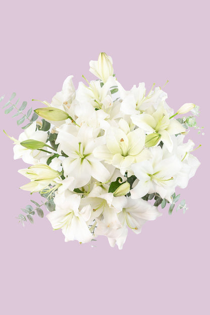 Casa Blanca // Lilium Blanca SNL