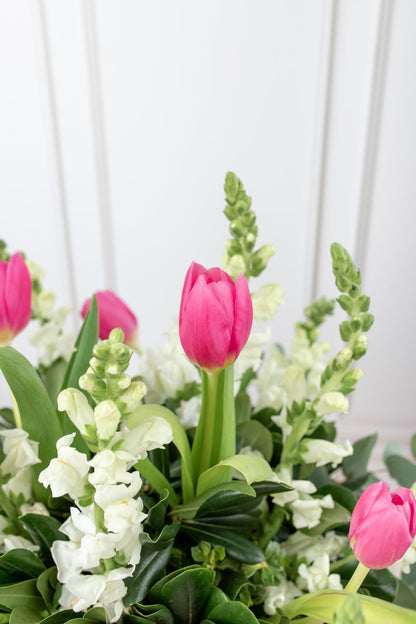 Winds of Holland / Tulip and Little White Dog