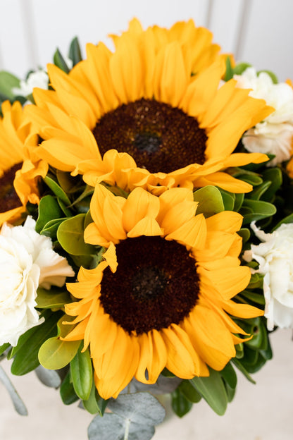 Cuando Calienta el Sol // Girasol y Clavel Blanco SNL