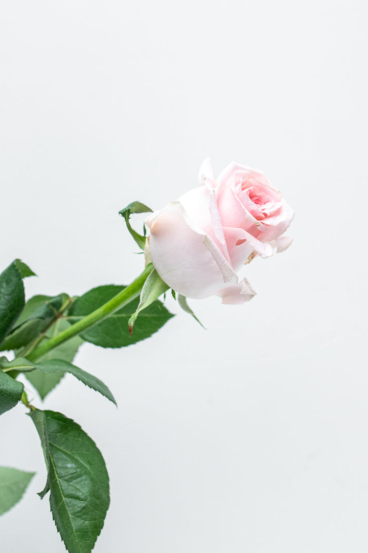 Pack of 24 Pink Roses (Caress)