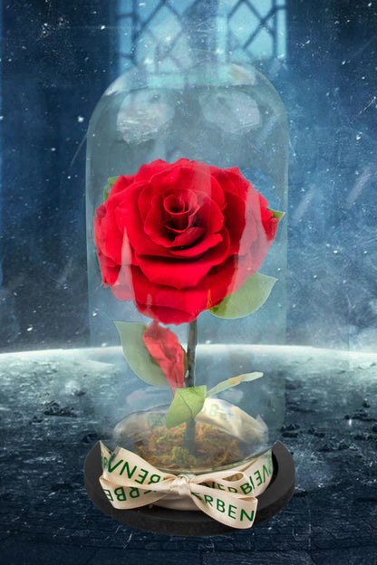 Beauty and the Beast Rose - Crystal Rose 