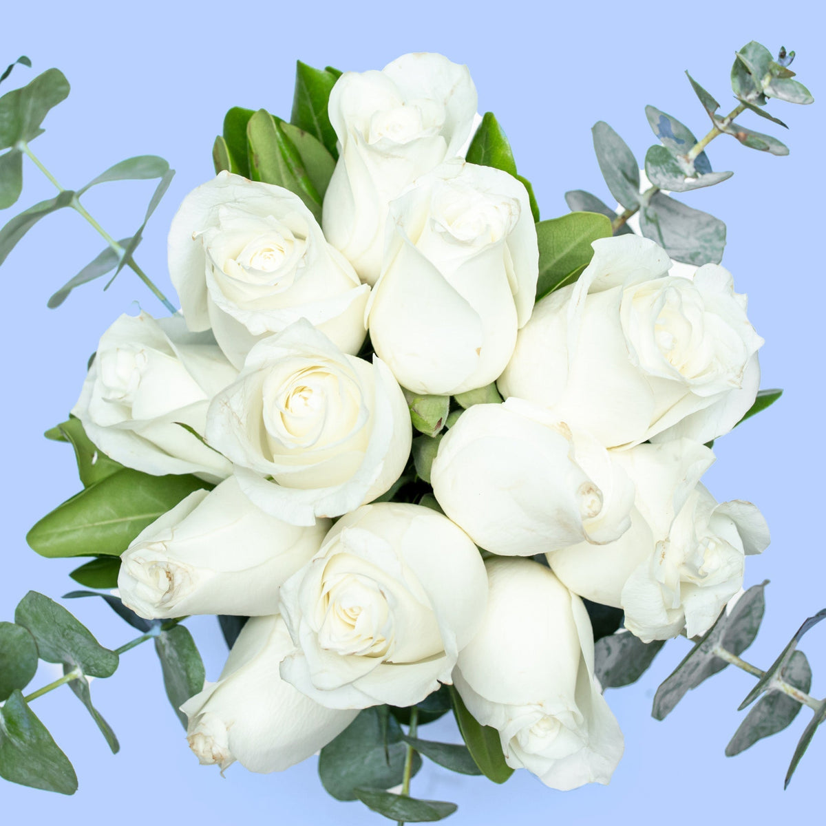 Love and Peace // White Rose