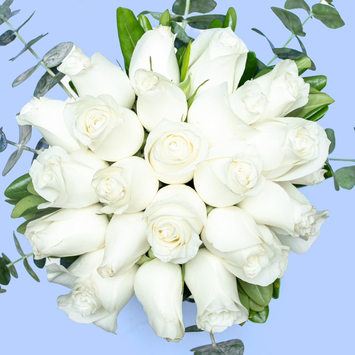 Love and Peace // White Rose
