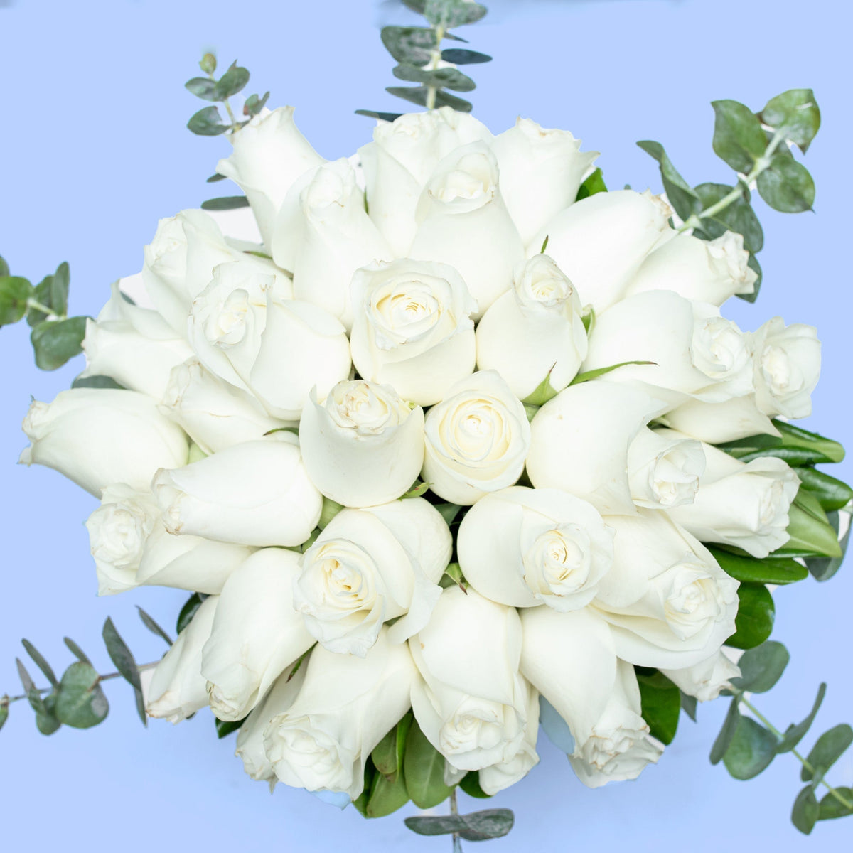 Love and Peace // White Rose