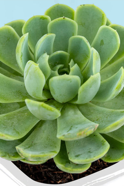 Suculenta - Planta