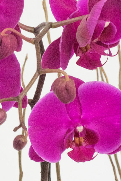 All My Love - Purple Orchid GDL